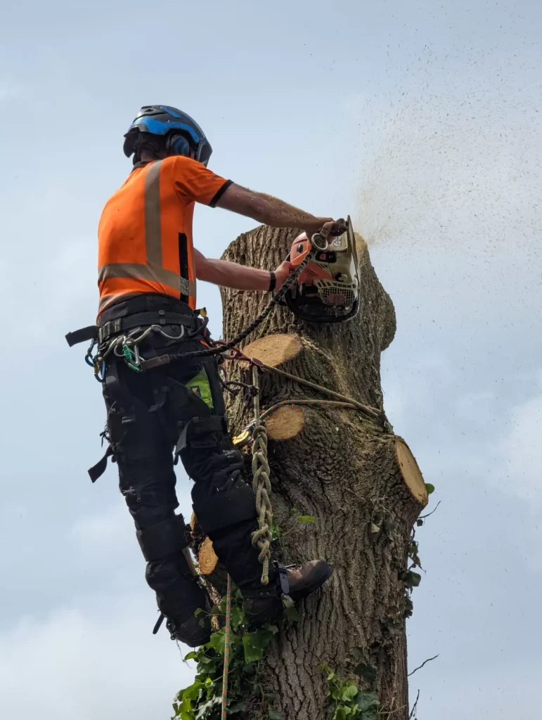 Crown Tree Services climber dismantling a tree with a chainsaw